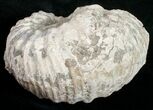 Liparoceras Ammonite - Very D #10711-2